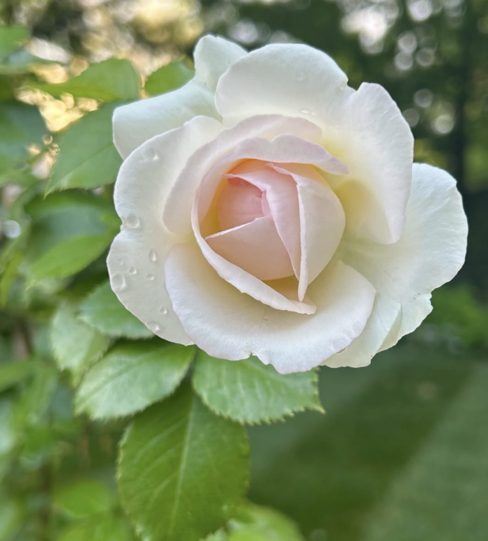 Rose with dew by @districtinbloom
